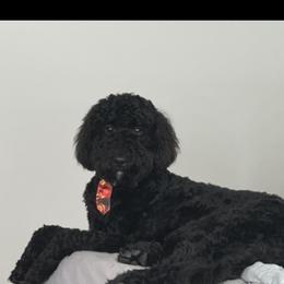 Rex - Goldendoodle