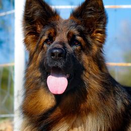 Jade - German Shepherd
