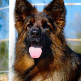 Jade - German Shepherd