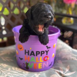 Zuko - Black male Goldendoodle puppy in Glen Daniel, West Virginia from Dani’s Doodles