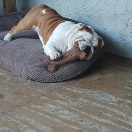 Bulldogs and Mastiffs from Storytime Mastiffs & Bulldogs