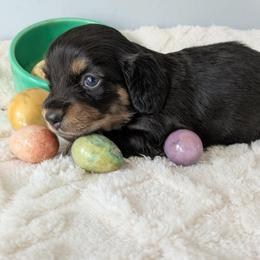 Hubble 2200 - Black and tan male Dachshund puppy in Sonora, Kentucky from Maple Hill Miniature Dachshunds