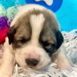 KEANU Black collar male - White and badger male Great Pyrenees puppy in Fair Grove, Missouri from Allen Wags & Woolies