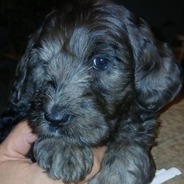 Girl 2 - Merle female Goldendoodle puppy in Holly, Colorado from Vida’s Loving Doodles