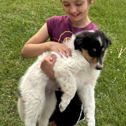 Collie Puppies from Little Apple Collies, Dazey, ND