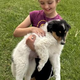 Collie Puppies from Little Apple Collies, Dazey, ND