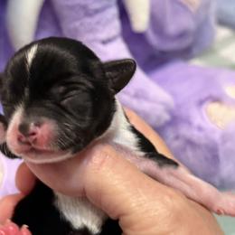 Queen - Black and white female Chihuahua puppy in Amity, Pennsylvania from Rhoda and Verna