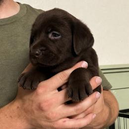 Angelica - Chocolate female Labrador Retriever puppy in Morriston, Florida from Penny Lane Labradors