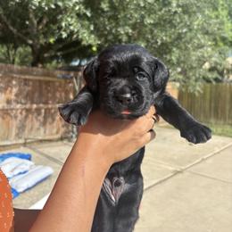 Max - Black male Labrador Retriever puppy in Rosenberg, Texas from Eastland Labradors