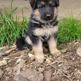 German Shepherd Puppies from H German Shepherds