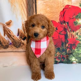 Ida - Apricot female Goldendoodle puppy in Pocasset, Massachusetts from Mini Goldendoodles of Cape Cod