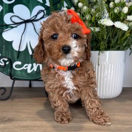 Robyn - Orange - Red female Cavapoo puppy in South Jordan, Utah from Simply Sweet Paws. LLC