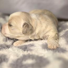Dolly - Cream female Havanese puppy in Trinity, Alabama from Tooties Cuties Havanese