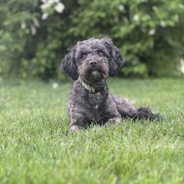 Ebony - Aussiedoodle