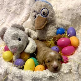 Finn - Cream male Dachshund puppy in Statesville, North Carolina from Lakeside Dachshunds