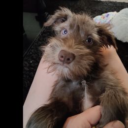 Blue Eyes Female - Liver Miniature Schnauzer puppy in Forney, Texas from Gus Puppies