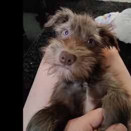 Blue Eyes Female - Liver Miniature Schnauzer puppy in Forney, Texas from Gus Puppies