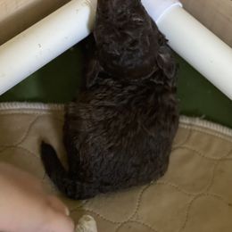 Cockapoo Puppies from Raisingcockapoos