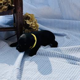 Midnight - Black male Miniature Schnauzer puppy in Moreauville, Louisiana from Bayou Schnauz and Dals
