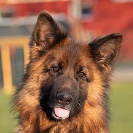 Genevieve - German Shepherd