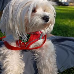 Tula - Maltese