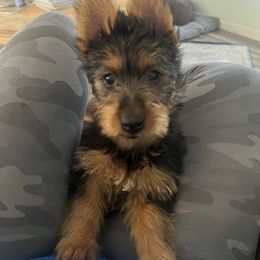 Girl 1 - Blue and tan Australian Terrier puppy in Riverview, Florida from Breezeswept Kennel