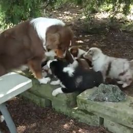 Australian Shepherds from Silver Paw Kennel