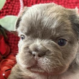 French Bulldogs from S-D frenchies
