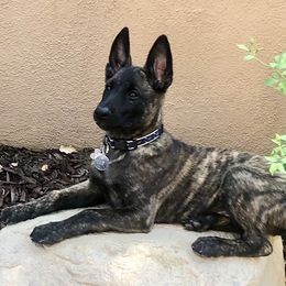 Dutch Shepherd Puppies from Prospect