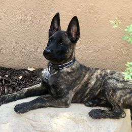 Dutch Shepherd Puppies from Prospect