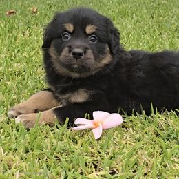 Girl 2 - Black tri-color female Australian Shepherd puppy in Azusa, California from Pawfectly Aussies