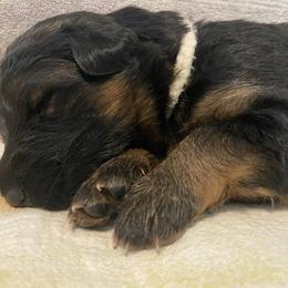 German Shepherd Puppies from Faith Shepherds