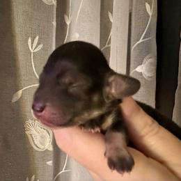 Ana-Cream Sable - Sable female Dachshund puppy in Wolf Lake, Indiana from Canisteo Dachshunds