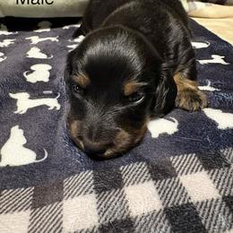 Dachshund Puppies from Sias Select Dachshunds