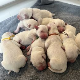 Girl 3 - Yellow female Labrador Retriever puppy in Taylor, Texas from Faithful Labs