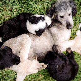 Sheepadoodle Puppies from Life Unleashed Farm