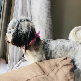 Nala - Shih Tzu