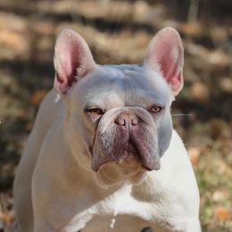 Nola - French Bulldog