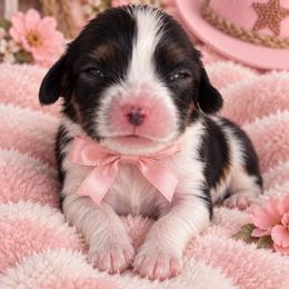 Annie - Tri-color female Cavalier King Charles Spaniel puppy in Enid, Oklahoma from Laurel Crown Cavaliers