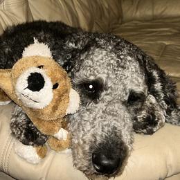Poodles from Ashryver Standard Poodles
