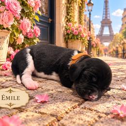 Émile - Black and white male Basset Hound puppy in Lubbock, Texas from Hound House