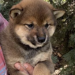 Cookie - Sesame female Shiba Inu puppy in Winthrop, Minnesota from Kayobi Shibas