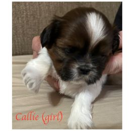 Shih Tzu Puppies from Starr Thomas