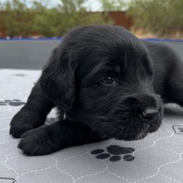 Assorted Doodle Crosses Puppies from Golden Mountain Doodles