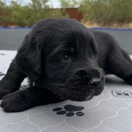 Assorted Doodle Crosses Puppies from Golden Mountain Doodles