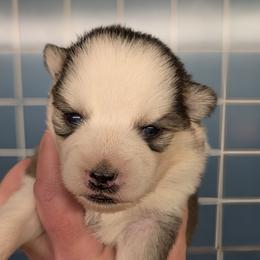 BxE g3 - Black and white female Pomsky puppy in Charlotte, Michigan from Moore Pomskies