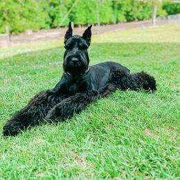 Giant Schnauzer puppies from Hillside Kennels