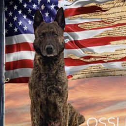 Ice - Dutch Shepherd