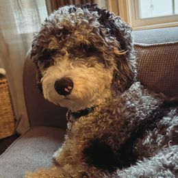 Lulu - Australian Mountain Doodle