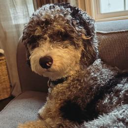 Lulu - Australian Mountain Doodle